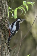 Typical woodpecker... Great spotted woodpecker (Dendrocopos major) sitting on a tree in early