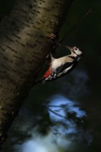 In the dark forest... Great spotted woodpecker (Dendrocopos major) at the breeding cavity in a