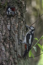 Great spotted woodpecker (Dendrocopos major), female adult bird brings prey to the breeding cavity,