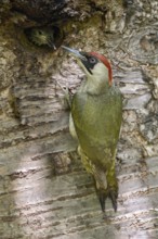 Vigilant... Green woodpecker (Picus viridis) at the breeding cavity in an old wild cherry tree,