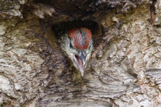 Impatiently begging young woodpecker... Green woodpecker (Picus viridis), young, soon to be fledged