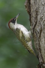Woodpecker on a tree... Green woodpecker (Picus viridis) climbs, sits in characteristic posture on