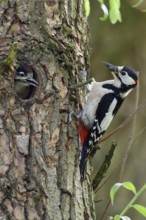 Feeding scene... Great spotted woodpecker (Dendrocopos major), feeding adult bird at the cave with