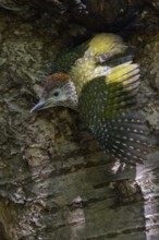 The moment of fledging... Green woodpecker (Picus viridis) fledging, young woodpecker leaves its