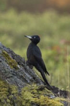 Female woodpecker... Black woodpecker (Dryocopus martius), female woodpecker sitting on a tree