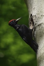 Black woodpecker (Dryocopus martius), adult male, at his breeding den in an old beech tree,