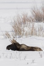 In the depths of winter... Elk (Alces alces), bull elk with shovel antlers lies on an open area in