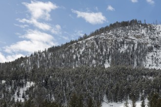 Mountain forest... Yellowstone National Park USA, typical landscape, highlands in winter with snow