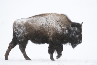 In the snowstorm... American Bison (Bison bison), impressive bull, bison bull defies the winter