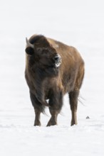 Appraising look... American Bison (Bison bison) threatening towards the photographer, dangerous