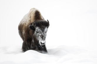 American Bison (Bison bison) in winter, in high snow, snow and ice encrusted head due to foraging,