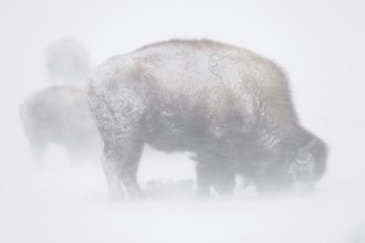 American Bison (Bison bison) in a snowstorm, blizzard, heavy snow drifts, heavy snowfall, looking