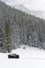 The bull from Abiathar Peak... American Bison (Bison bison) in the snowy mountains of Yellowstone