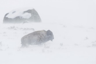 Harsh living conditions... American Bison (Bison bison) struggling in heavy snowstorm, blizzard in