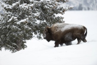 American Bison (Bison bison) passing conifers, spruces, through high snow in winter, fur is