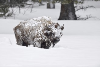 Encrusted with ice and snow... American Bison (Bison bison), Bison bull, old, strong loner in