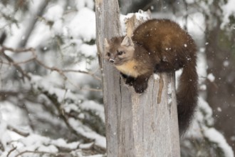 Playful... American pine marten (Martes americana) in winter, perched on a broken, weathered tree