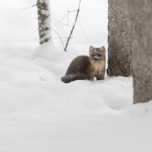 Pine marten (Martes americana) sitting on the ground between tall trees in the deep snow in winter,