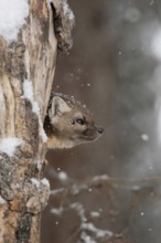 Pine marten (Martes americana) in light snowfall, also called spruce marten, looks out of its den