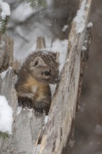 Cute young... Pine marten (Martes americana) in light snowfall, also known as spruce marten, looks