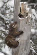Articulated... American pine marten (Martes americana), also called spruce marten, leaves its den,