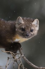 Moment... American pine marten (Martes americana), curious look into the camera, marten in