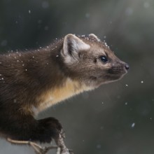 Detailed portrait... American pine marten (Martes americana), spruce marten in winter during