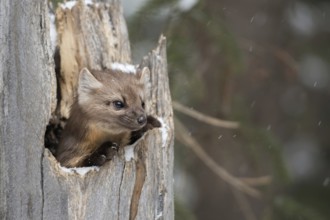 American pine marten (Martes americana), also called spruce marten, hides, looks curiously out of a