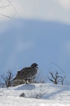 Mugwort grouse (Centrocercus urophasianus), male adult bird, mugwort cock, cock in winter in the