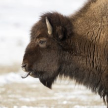 Blue tongue... American Bison (Bison bison) sticks out its tongue, licks its nostrils, detailed