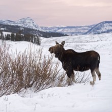 Soft light... Elk (Alces alces), young bull elk in winter, eating from the bushes on a vast plateau