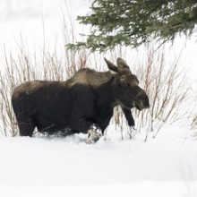 Elk (Alces alces) in winter, young bull, without antlers, roaming through typical habitat, running,