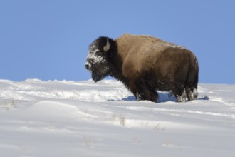American Bison (Bison bison) in winter with beautiful clear weather and bright blue sky in high