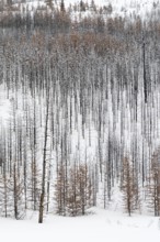 After the forest fire... Deadwood in Yellowstone National Park, charred tree skeletons, USA, view