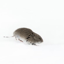 Vole, Rocky Mountains vole (Microtus montanus) in winter, rare encounter, running through the snow,