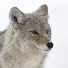 Coyote (Canis latrans), adult, in winter, attentively observing the snowfall, close-up, detailed,