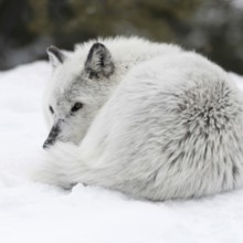 Curled up in the snow... Timberwolf (Canis lupus lycaon), grey wolf, grey wolf or simply wolf in