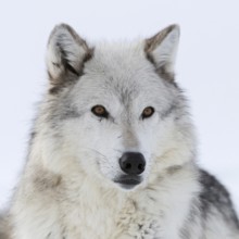 Grey wolf, Timberwolf wolf (Canis lupus) in winter, close-up, lying, wolf resting in the snow,