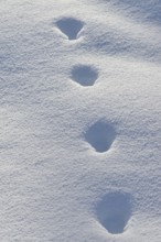 Fox, red fox (Vulpes vulpes), tracks in the snow, track, animal track, animal track, footsteps,