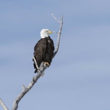 Majestic... Bald eagle (Haliaeetus leucocephalus), American eagle sitting proudly in a tree against