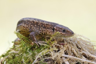 On the move... Wood lizard (Zootoca vivipara) sunbathing on a moss-covered tree stump, nature in