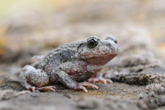 Predominantly nocturnal... Northern midwife toad (Alytes obstetricans) perfectly camouflaged,