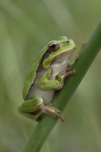 Yellow-green... European tree frog (Hyla arborea) resting in the reeds on a stem during the day,