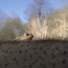 Spawning time... Common toad (Bufo bufo) in water, pond, sitting in a pond in early spring on