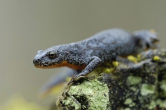 On the way to the spawning waters... Alpine newt (Ichthyosaura alpestris) in splendour, native,