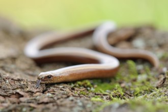 Snake-like... Slow worm (Anguis fragilis), common, native reptile, belongs to the lizards, is not a