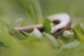 On the move in the grass... Slow worm (Anguis fragilis) meandering through a meadow, slow worms are