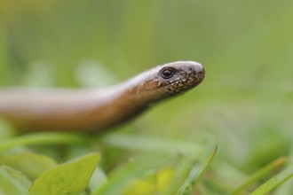 Out and about in the grass... Slow worm (Anguis fragilis), in some places common native reptile,