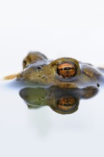 Toad eyes... Common toad (Bufo bufo), male toad waiting in spawning waters for a female ready to