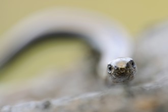Lizard eyes... Slow worm (Anguis fragilis), frontal close-up, head portrait, direct eye contact,